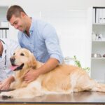 Assurance Animaux : Préservez la Santé de Votre Compagnon Sans Risques Financiers